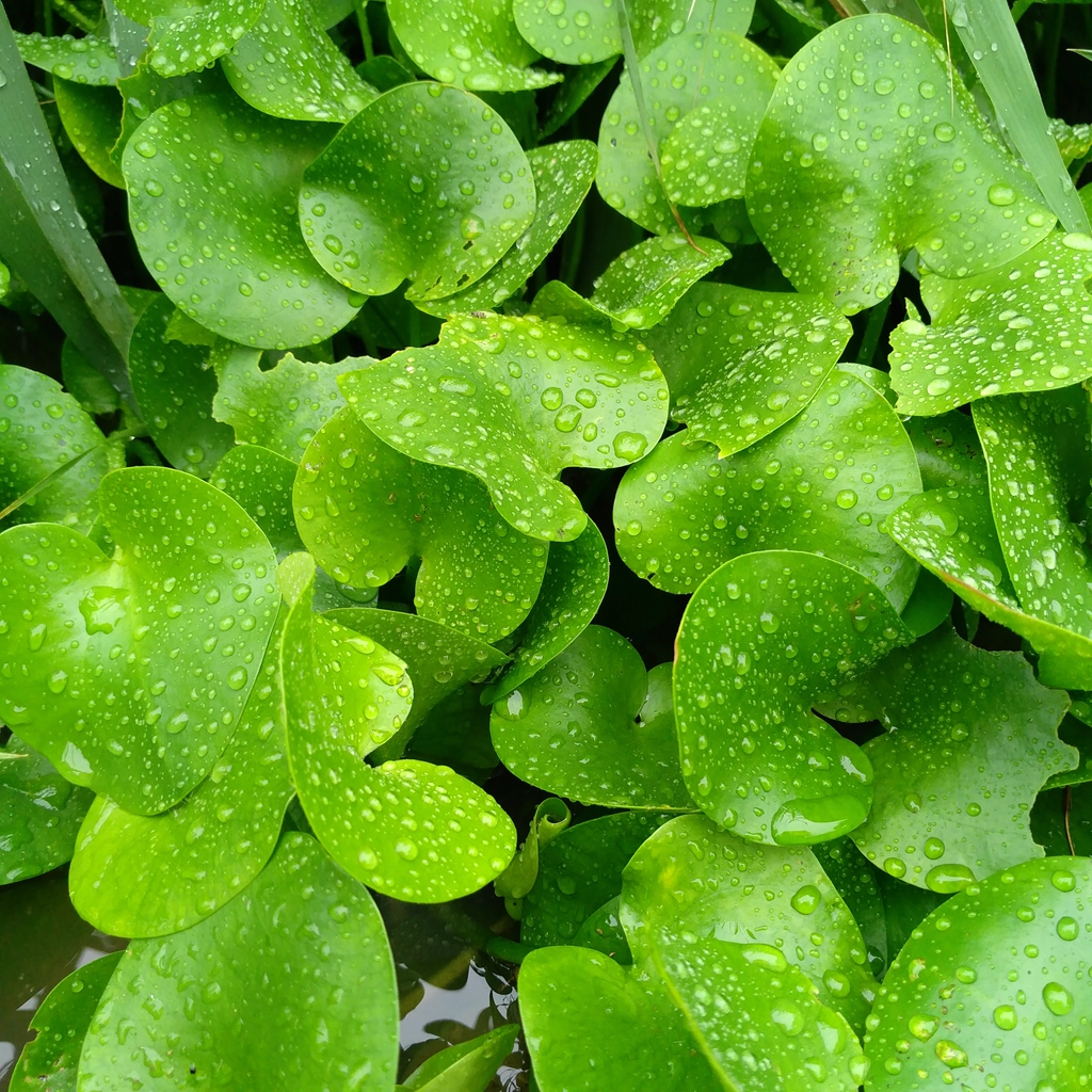 【随手拍摄影团---雨中的浮萍】-【随手拍】论坛-手机乐粉家-联想社区