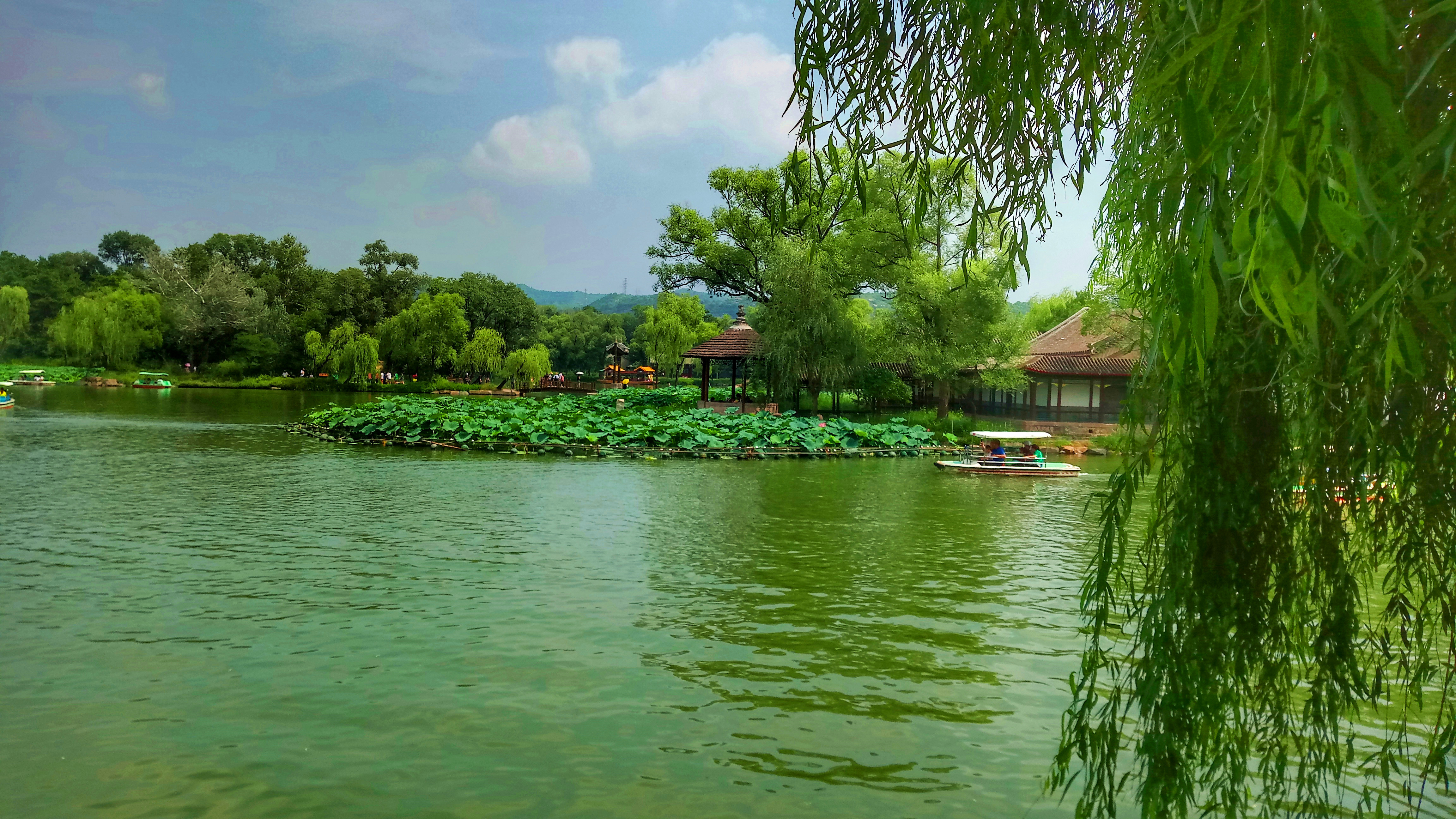 夏天微风吹逐着湖面,远处的凉亭竖立于湖边,被荷叶和绿树包裹着,偶