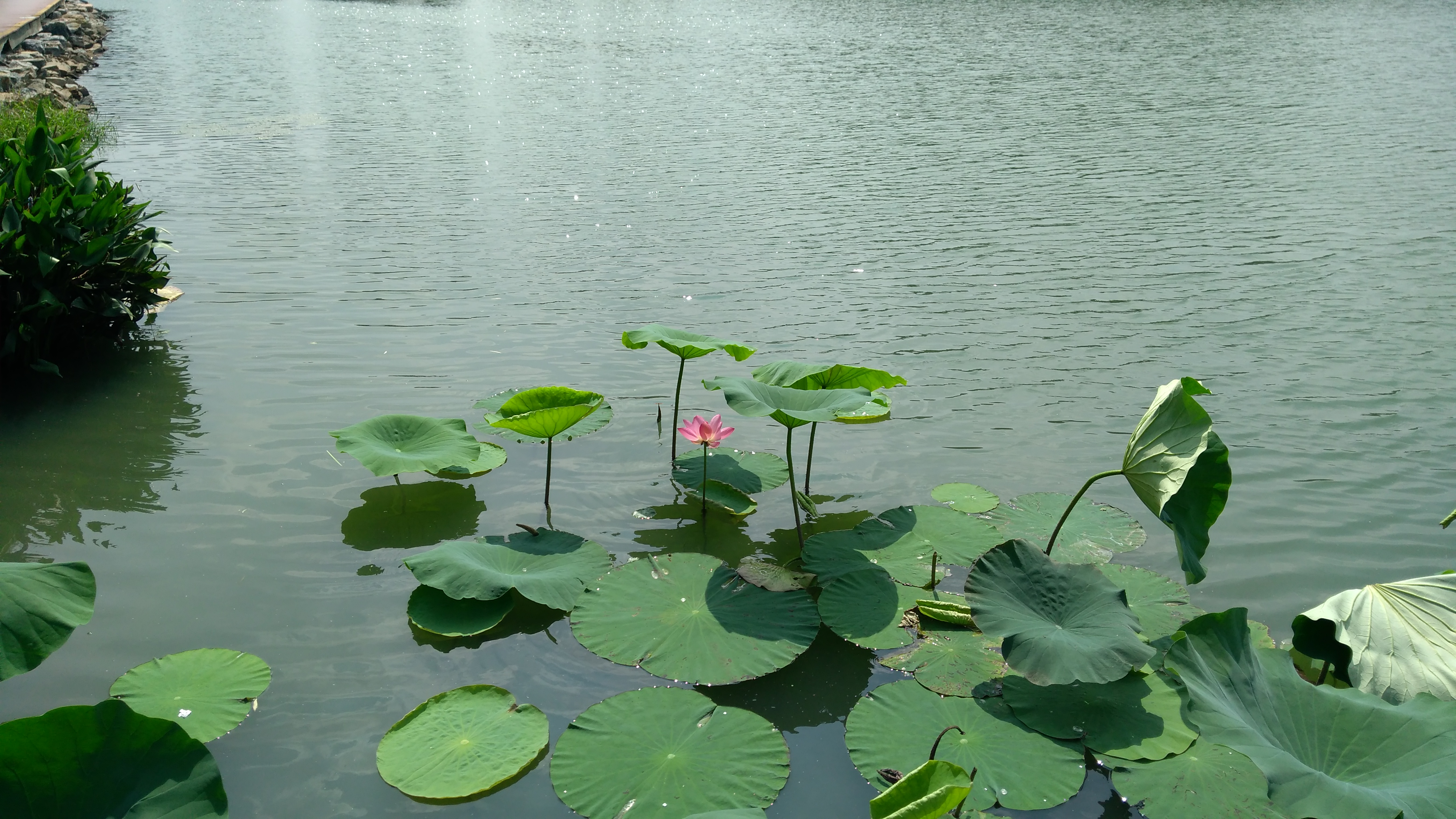 联想p2手机随拍玄武湖