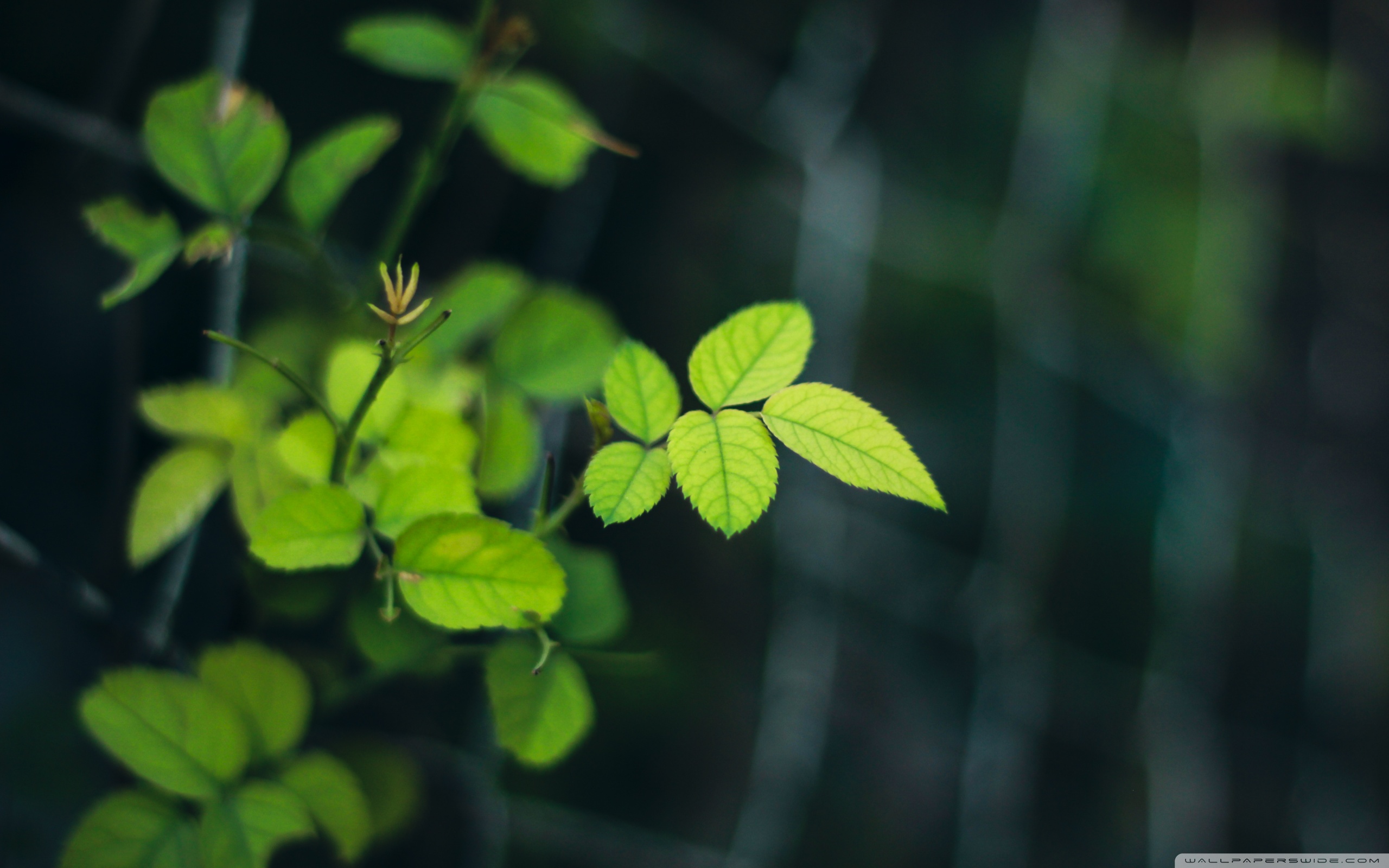 【【共享壁纸】 护眼系(y50-70适用)】-【小新笔记本】论坛-lenovopc