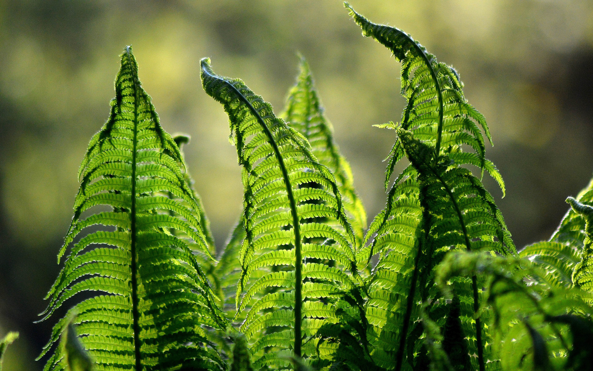 壁纸合集(小新air12适用)】-【小新笔记本】论坛-lenovopc社区-联想