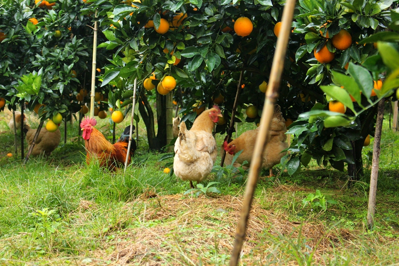 白天,鸡放养在脐橙园,晚上把它们收回笼子里