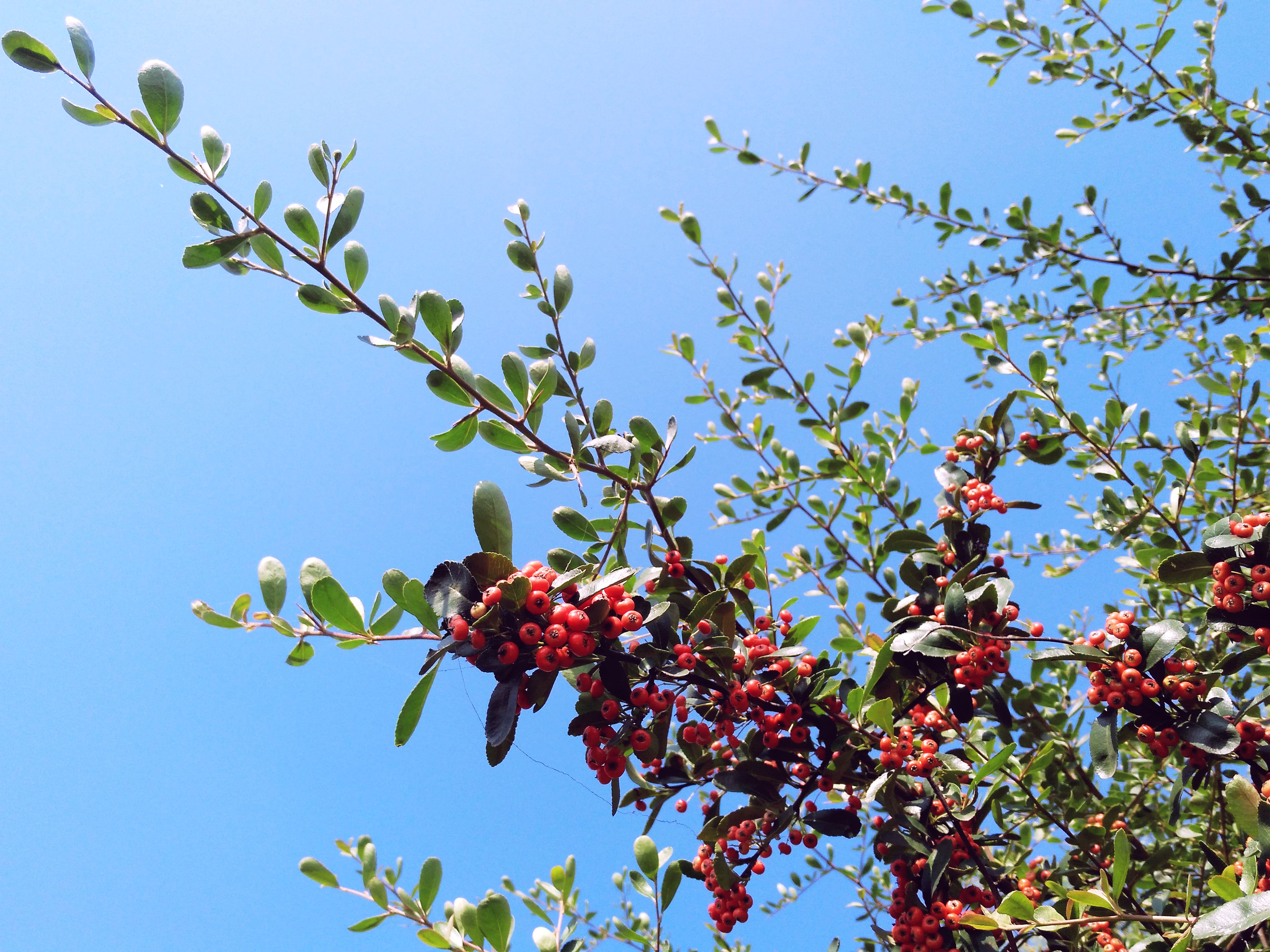 【随手拍摄影团——火棘】-【随手拍】论坛-手机乐粉家-联想社区