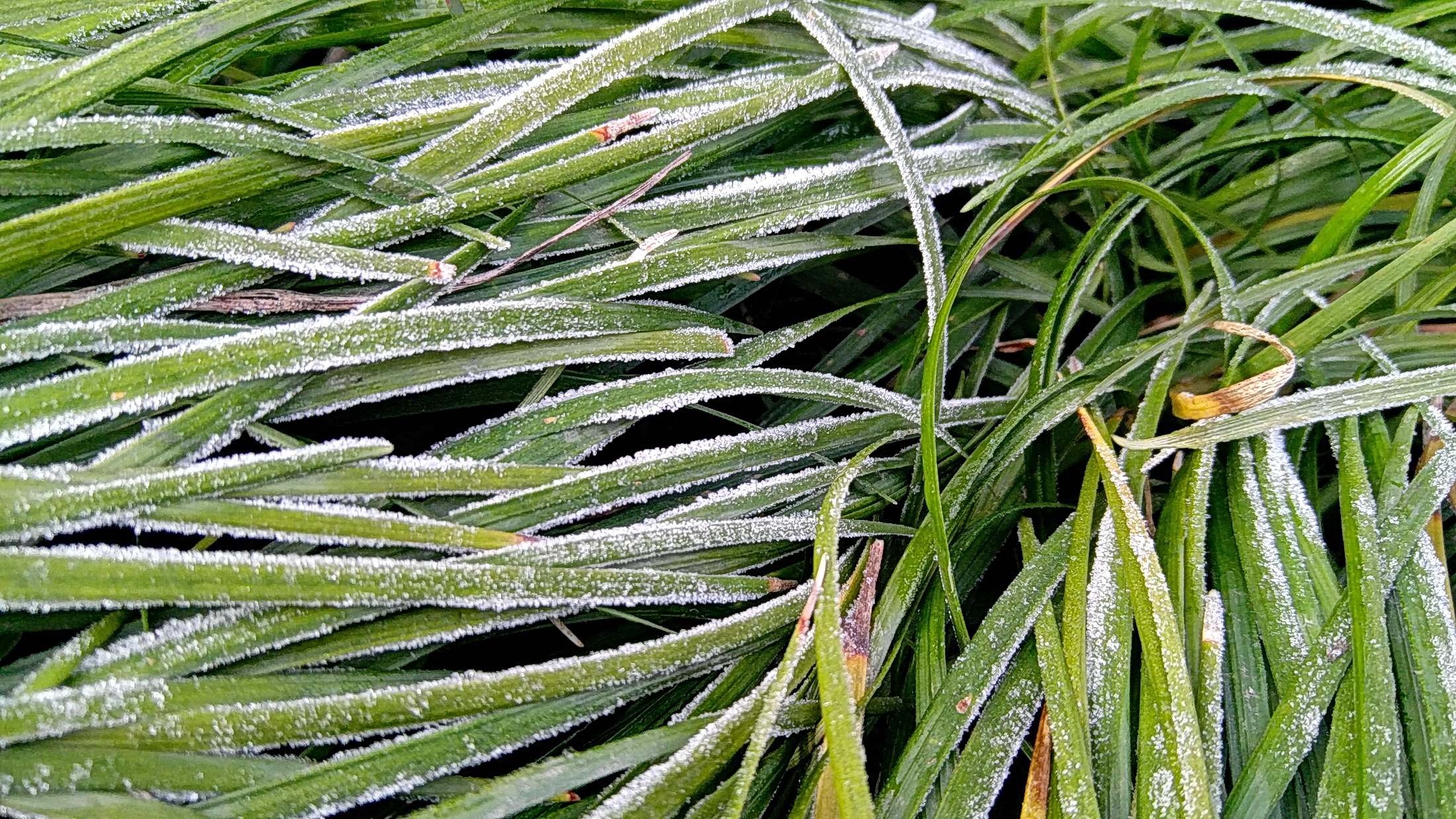 很少看见雪了,最近的一次看雪也是在2008年了,那时候的成都,鹅毛大雪