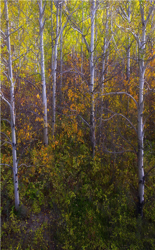 Birches.jpg
