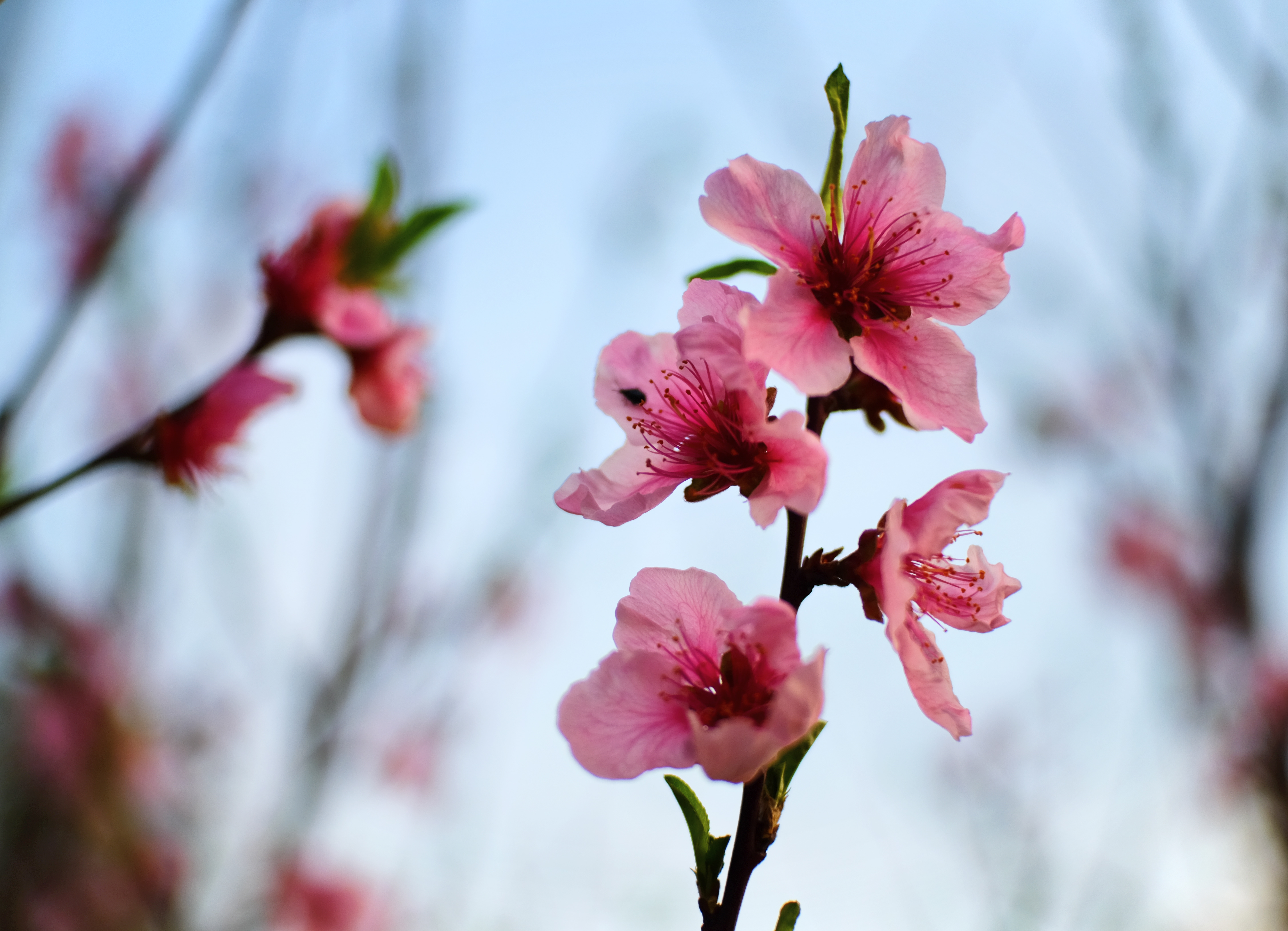 二月桃花开,似是故人来