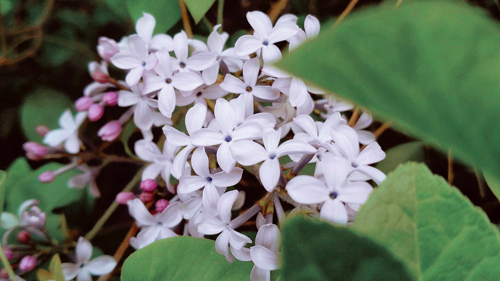 【【联想女生】丁香空结雨中愁】-【随手拍】论坛-手机乐粉家-联想
