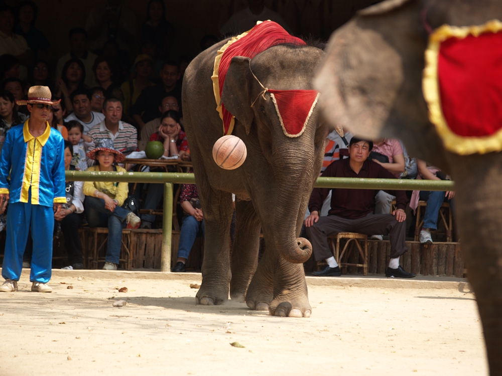 团---西双版纳野象谷大象表演】-【随手拍】论坛-手机乐粉家-联想社区
