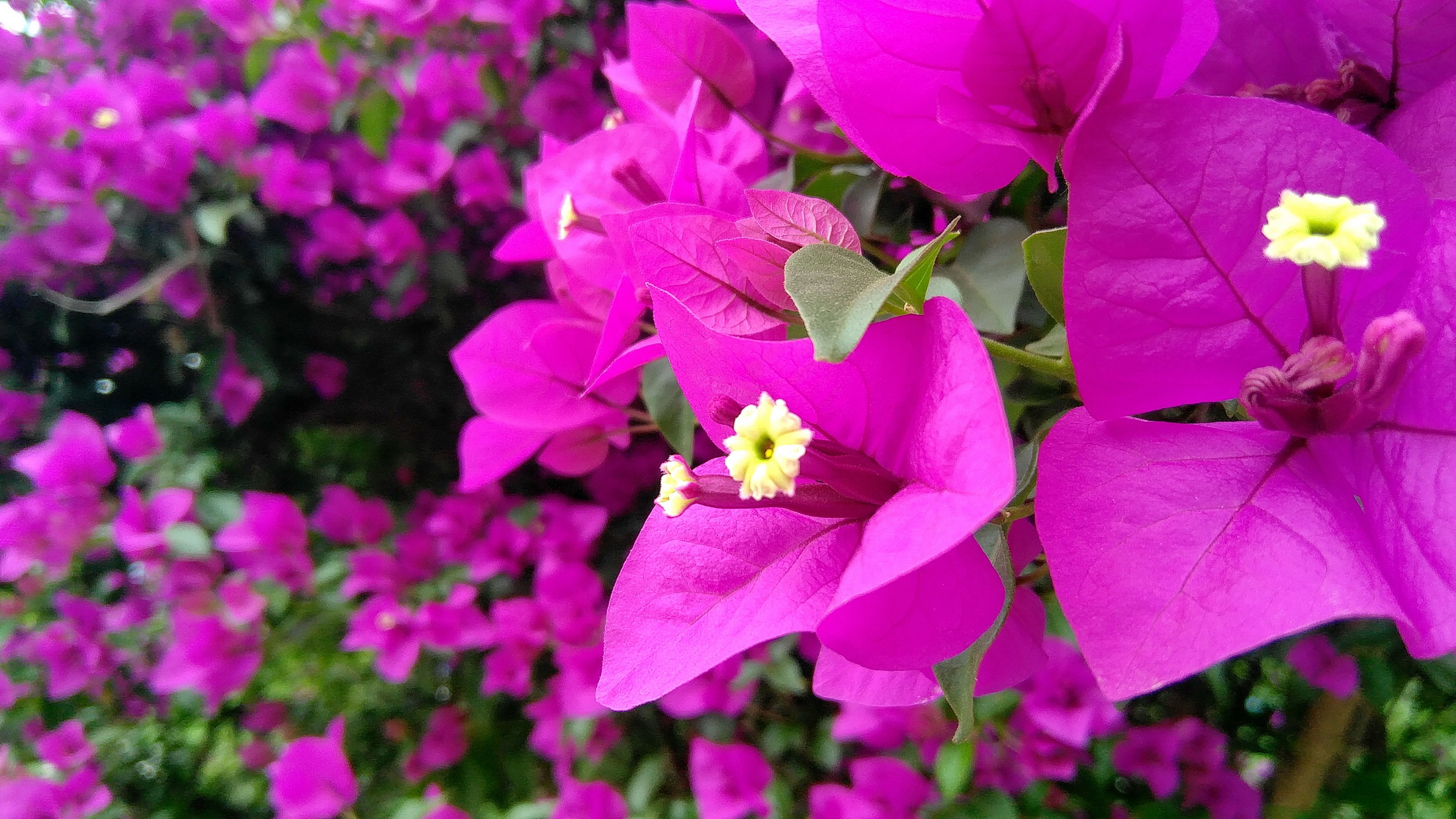 【三角梅:安格斯【下】】-【随手拍】论坛-手机乐粉家-联想社区