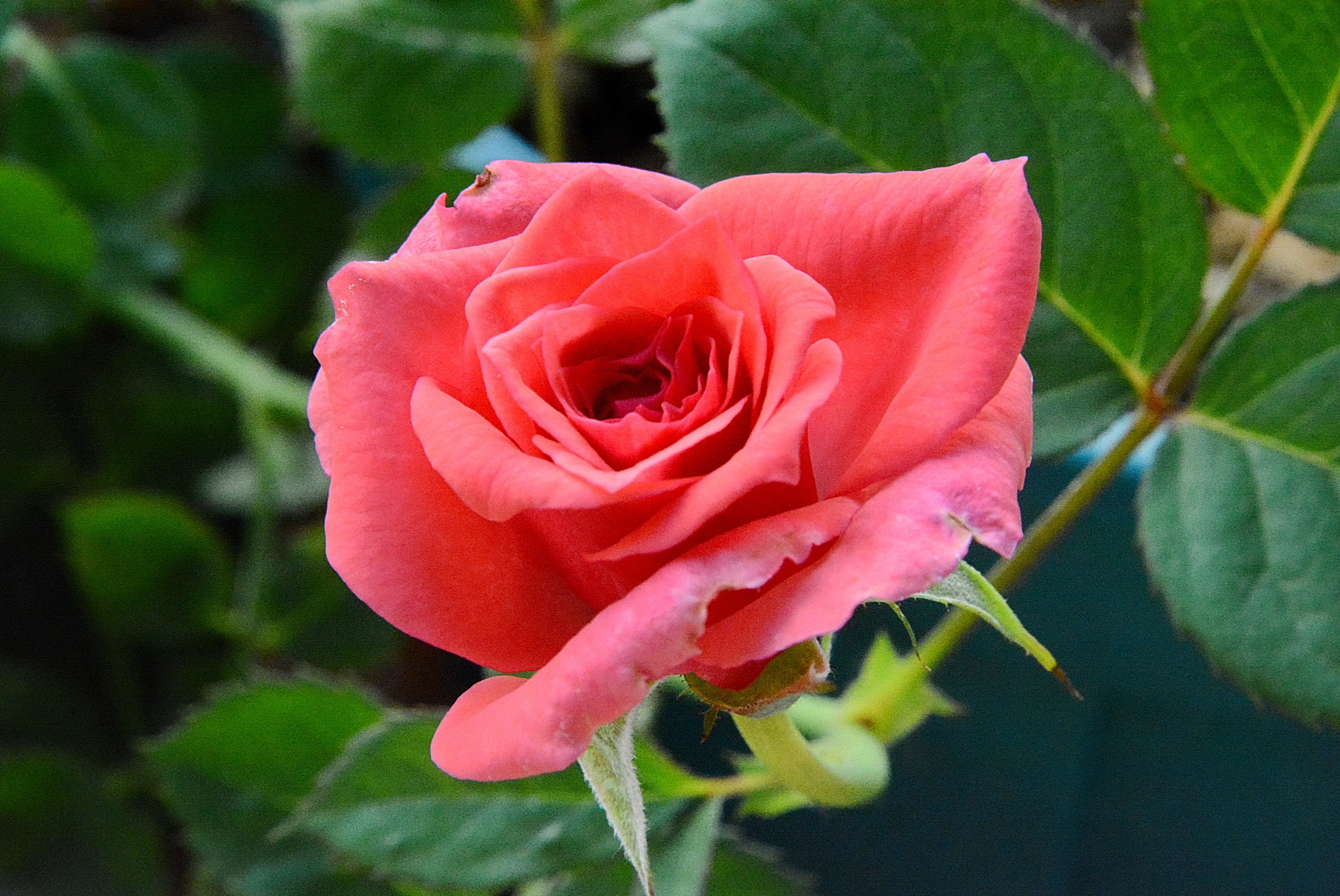 月季:为"影星"正名【名称依然不对】_随手拍-联想社区