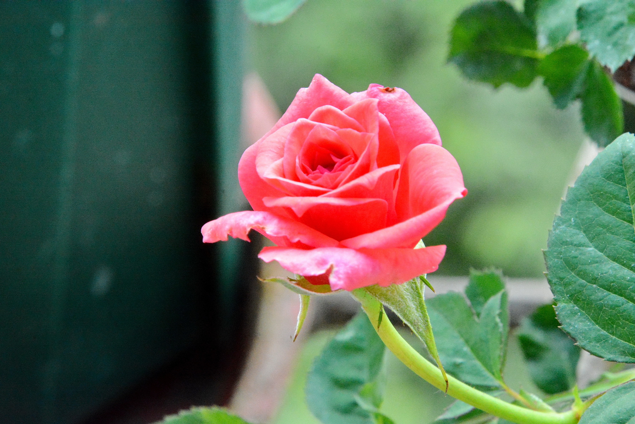 月季:为"影星"正名【名称依然不对】_随手拍-联想社区