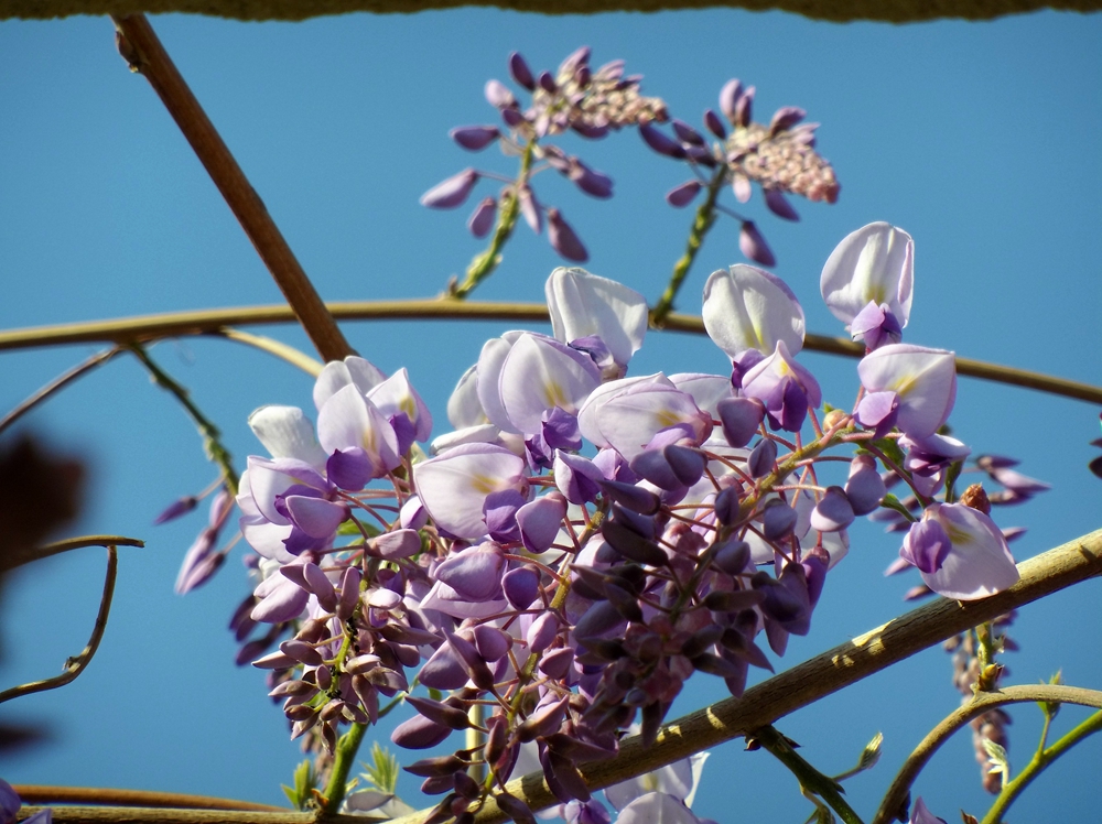 常见的品种有多花紫藤,银藤,红玉藤,白玉藤,南京藤等.