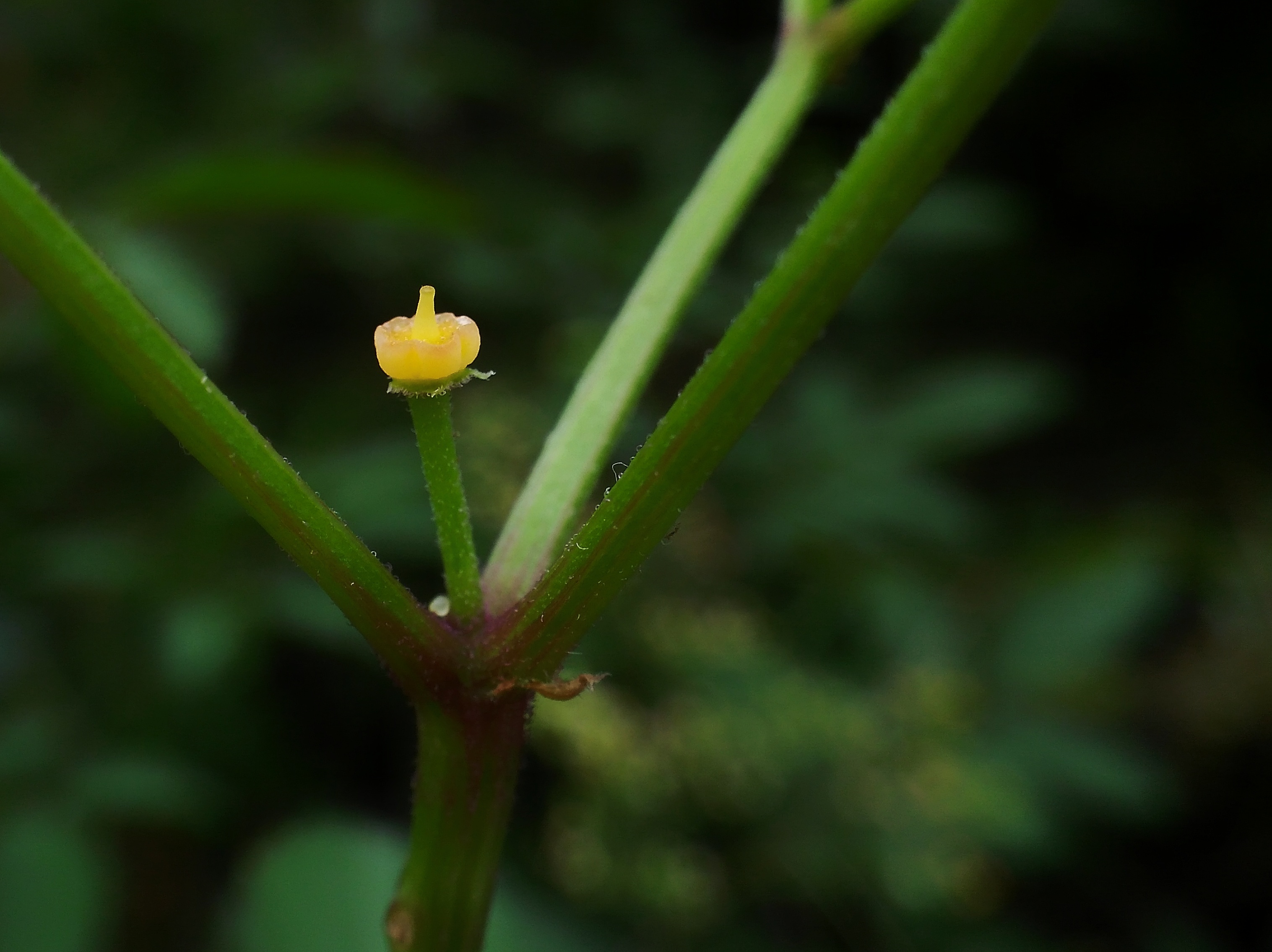 【随手拍摄影团——乌蔹莓】-【随手拍】论坛-手机乐粉家-联想社区