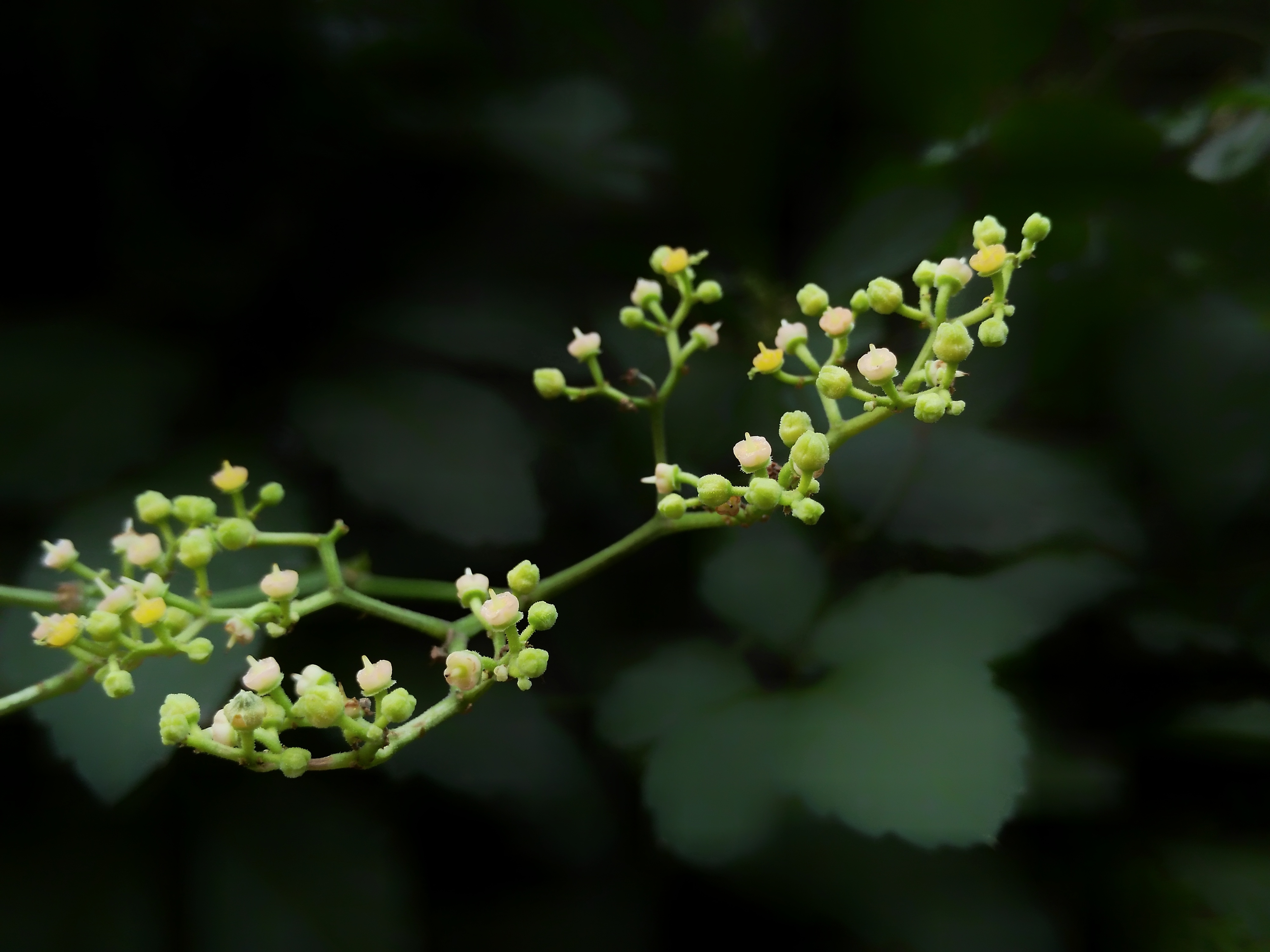 【随手拍摄影团——乌蔹莓】-【随手拍】论坛-手机乐粉家-联想社区