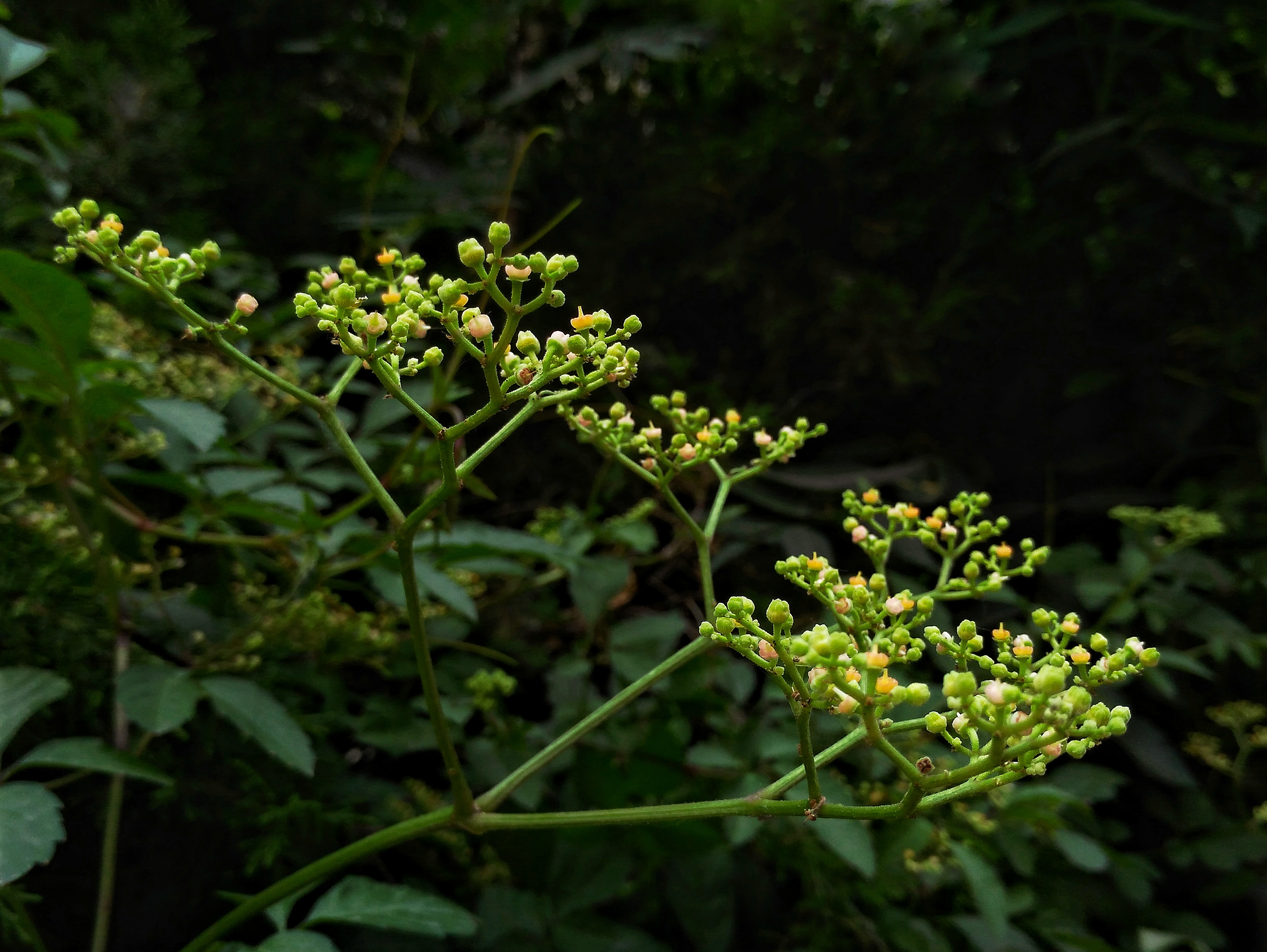 【随手拍摄影团——乌蔹莓】-【随手拍】论坛-手机乐粉家-联想社区