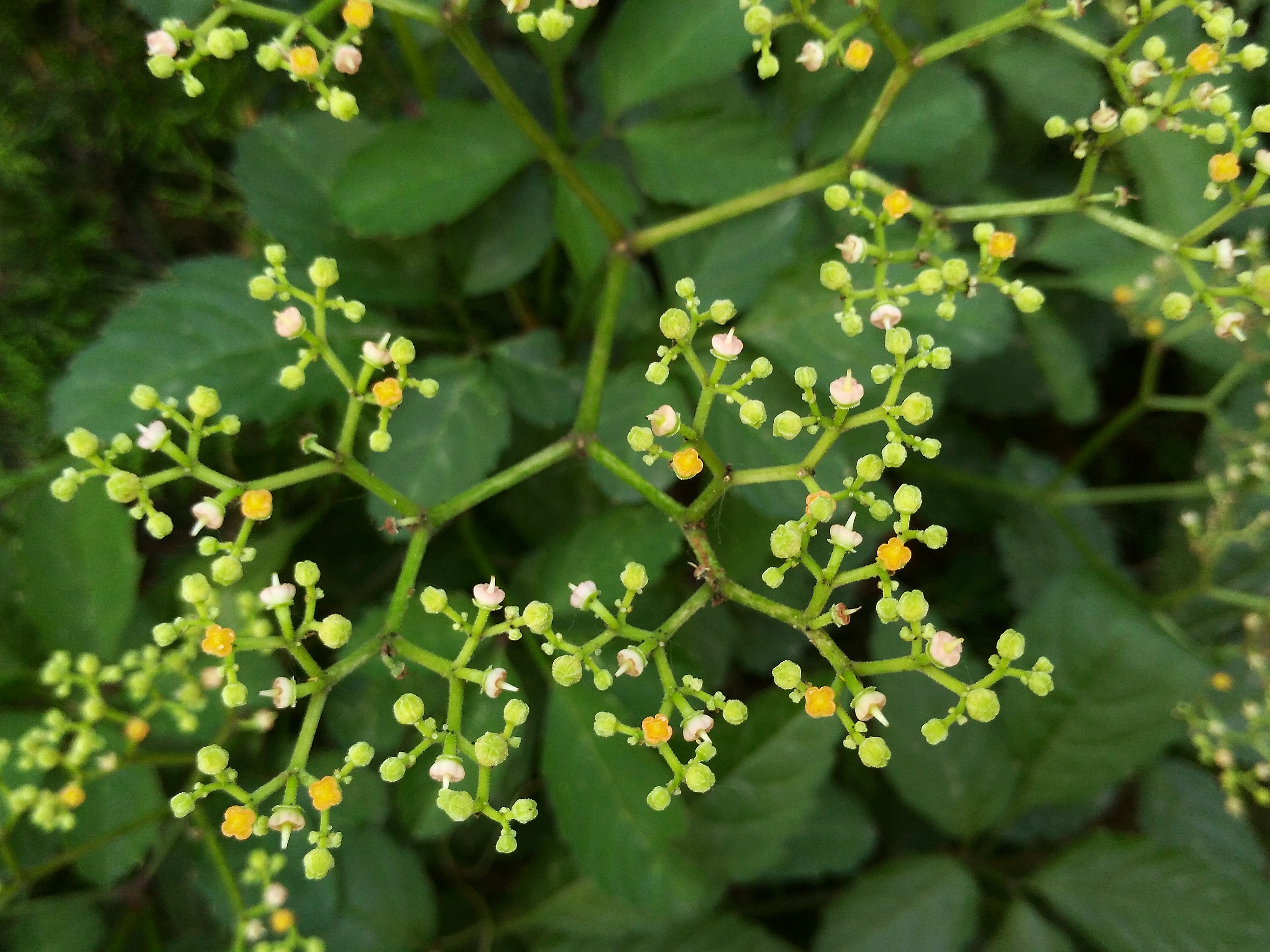 【随手拍摄影团——乌蔹莓】-【随手拍】论坛-手机乐粉家-联想社区