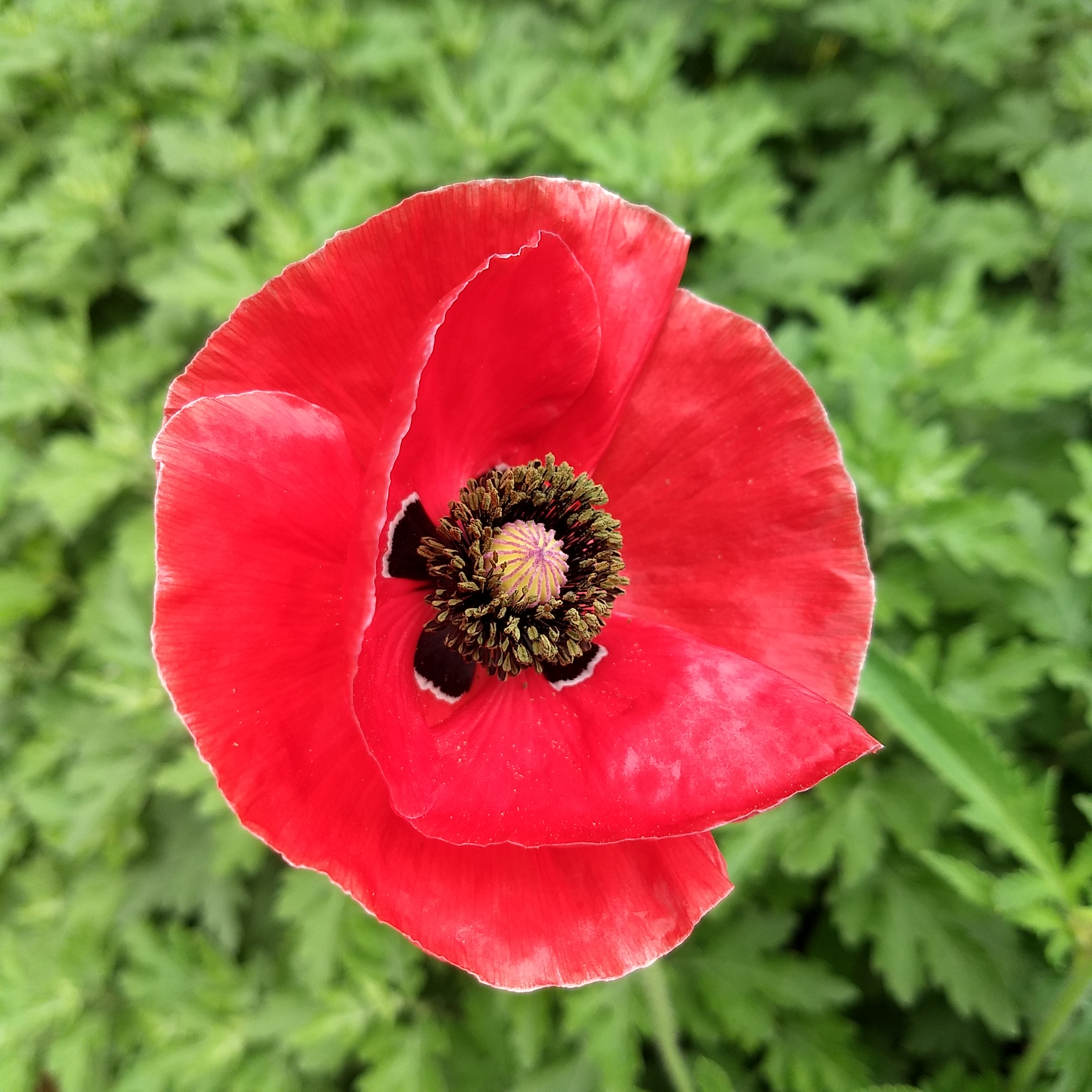 IMG_20180501_085040.jpg