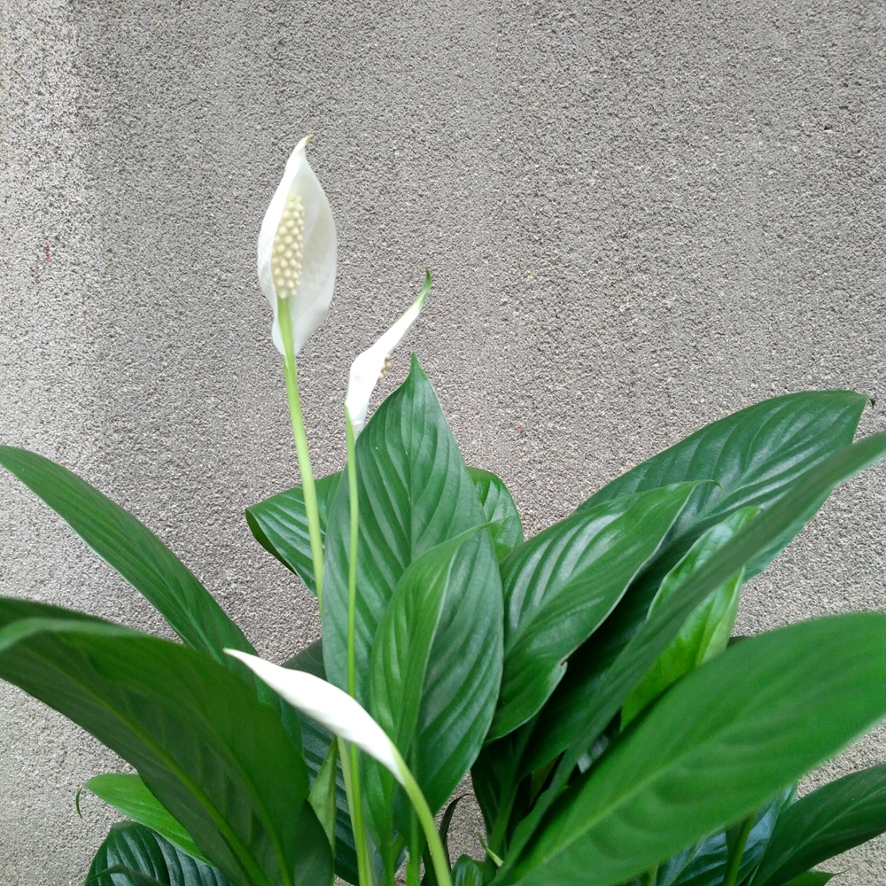 随手拍摄影团-看图识花~白鹤芋_随手拍-联想社区