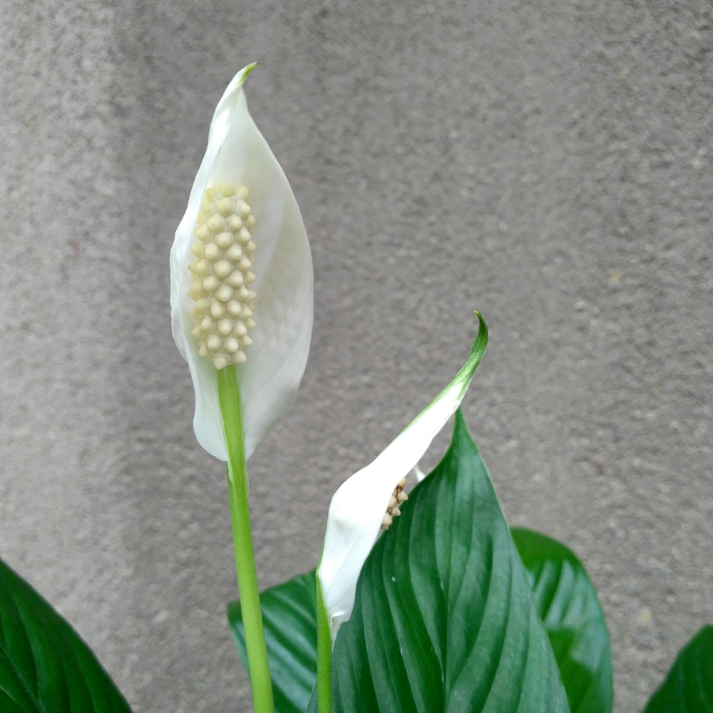 随手拍摄影团-看图识花~白鹤芋_随手拍-联想社区