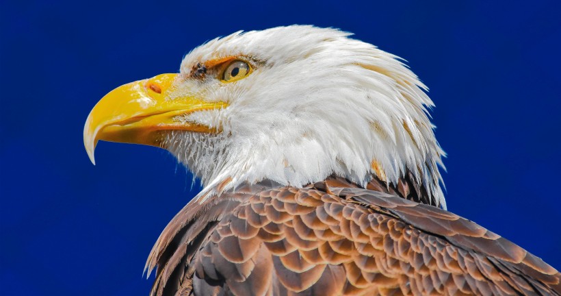 bald_eagle-001.jpg