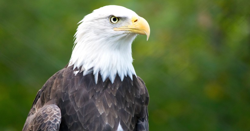 bald_eagle-003.jpg