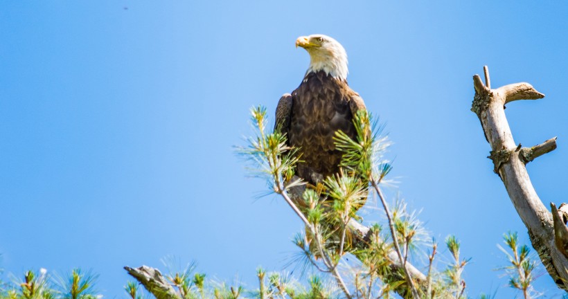 bald_eagle-004.jpg