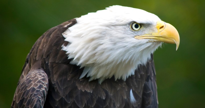 bald_eagle-005.jpg