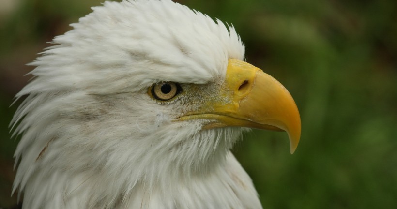 bald_eagle-007.jpg