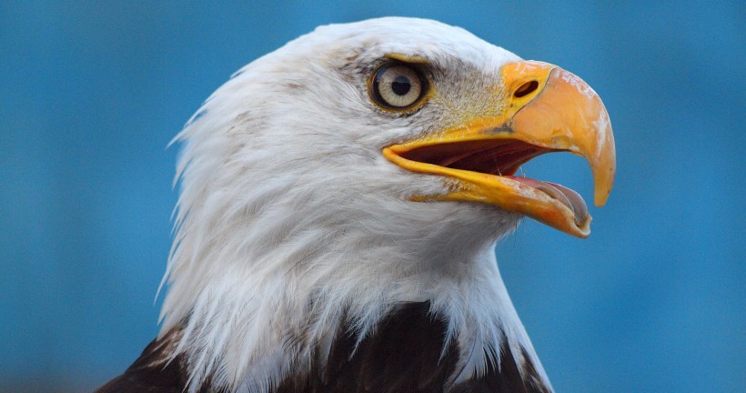 bald_eagle-006.jpg