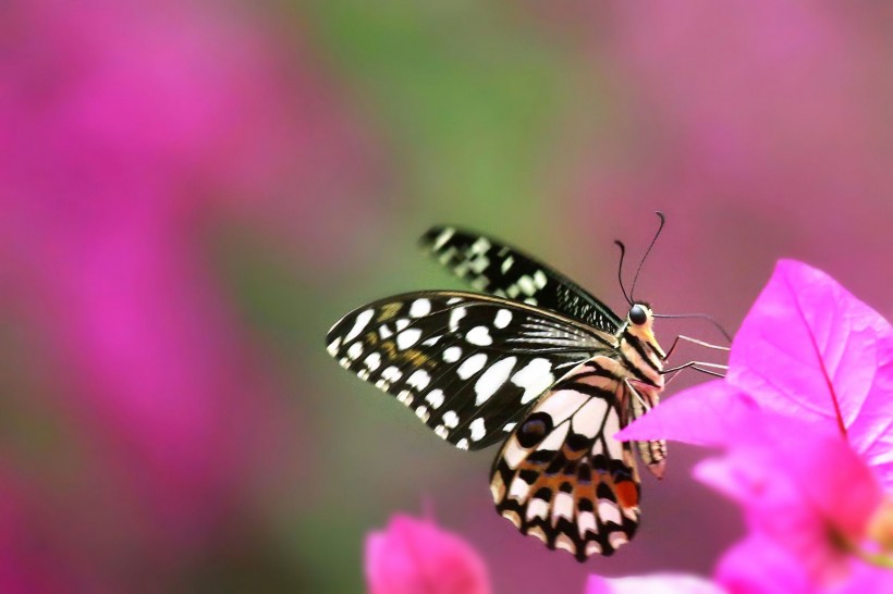 butterfly-004.jpg