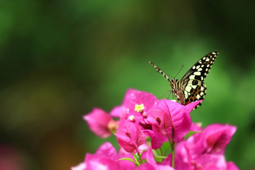 butterfly-005.jpg