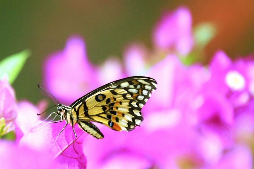 butterfly-008.jpg