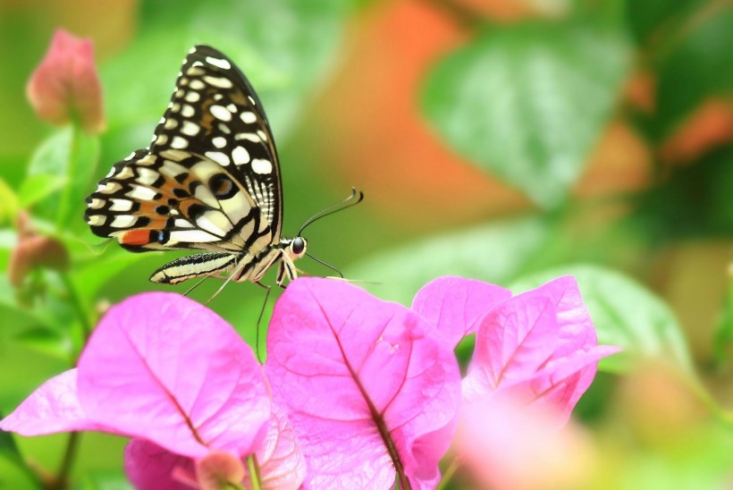 butterfly-007.jpg