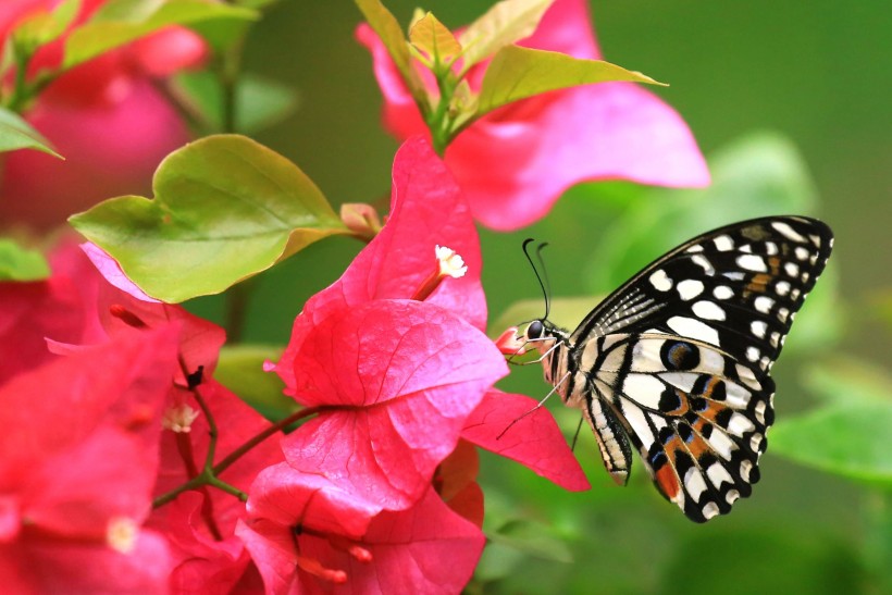 butterfly-009.jpg