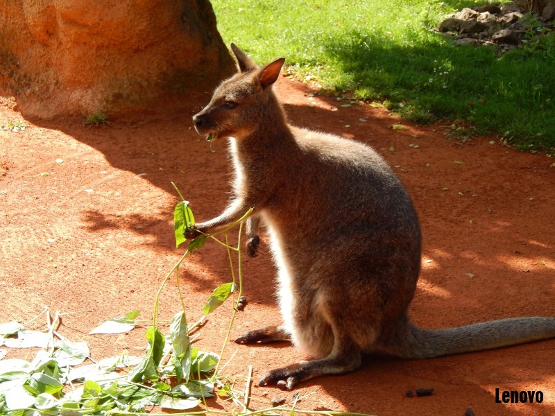 kangaroo-001.jpg