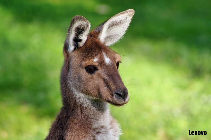 kangaroo-002.jpg