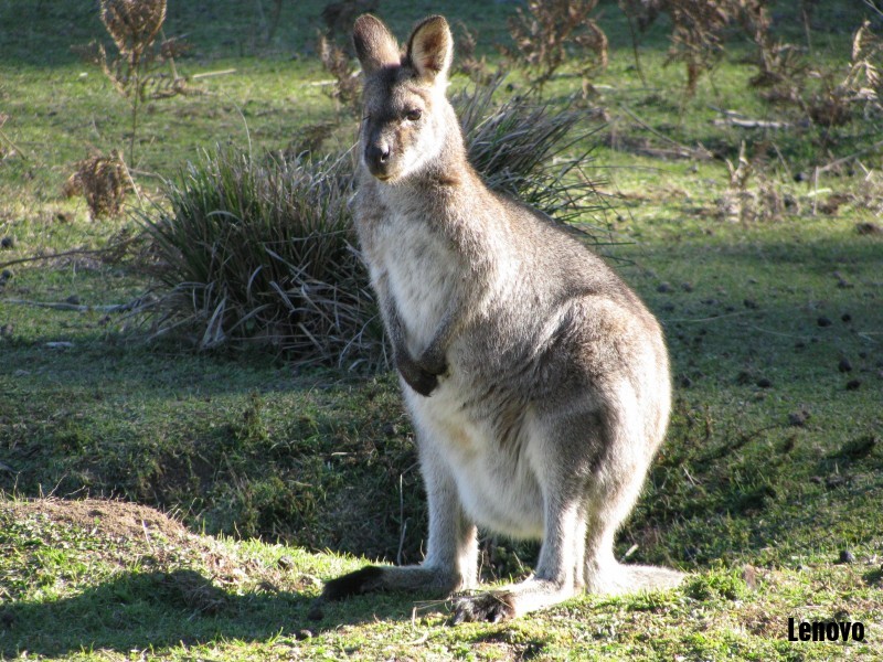 kangaroo-004.jpg