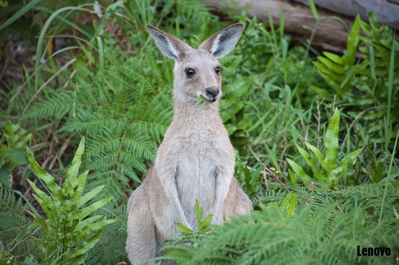 kangaroorat图片
