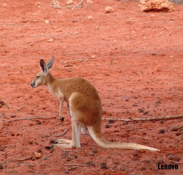 kangaroo-007.jpg