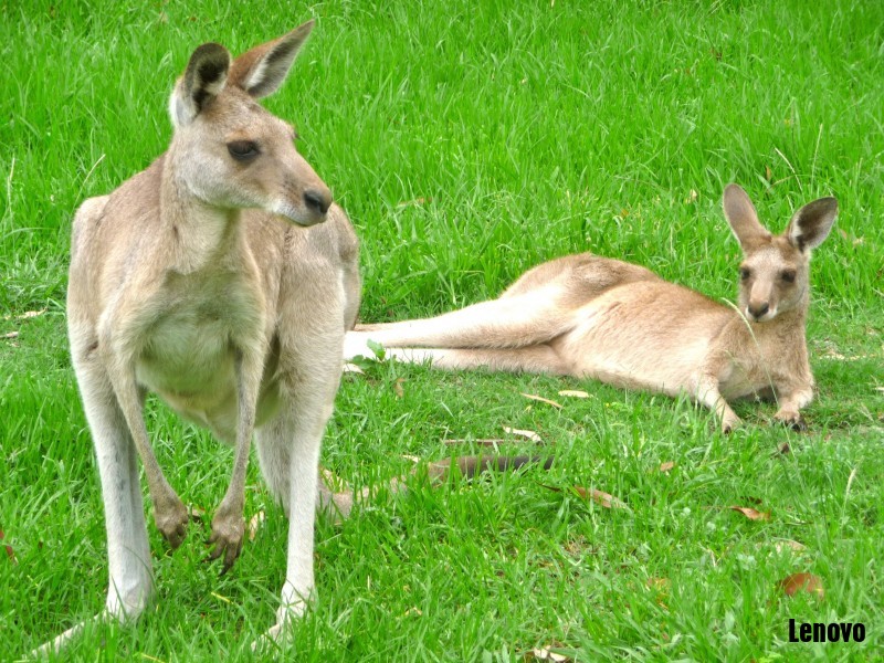 kangaroo-008.jpg