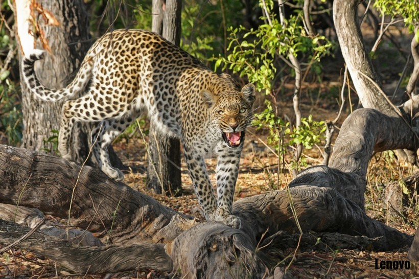 leopard-007.jpg