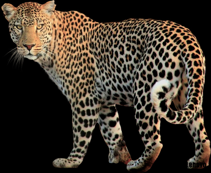 leopard-011.jpg