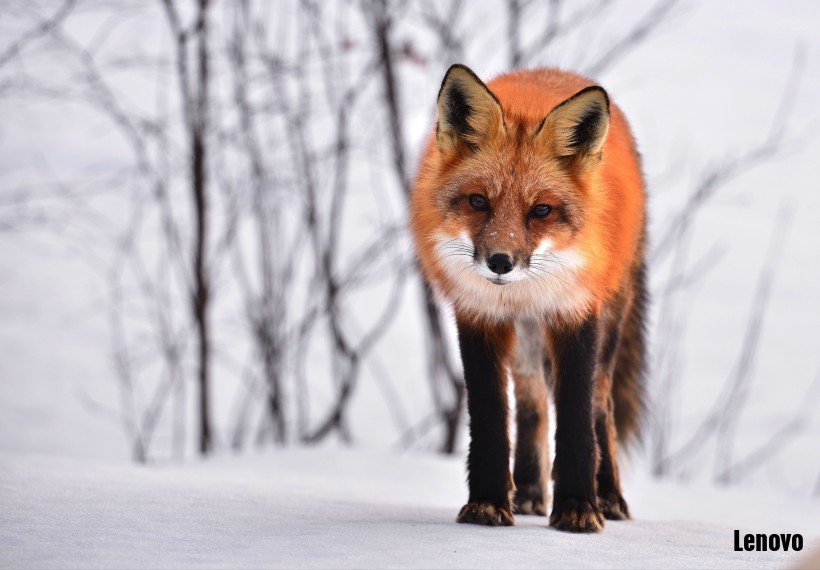 fox_animal_nature_winter_fauna_roux_wild_animal_91643.jpg
