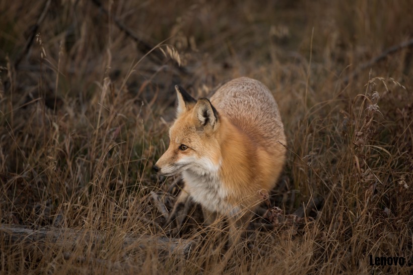 fox-002.jpg