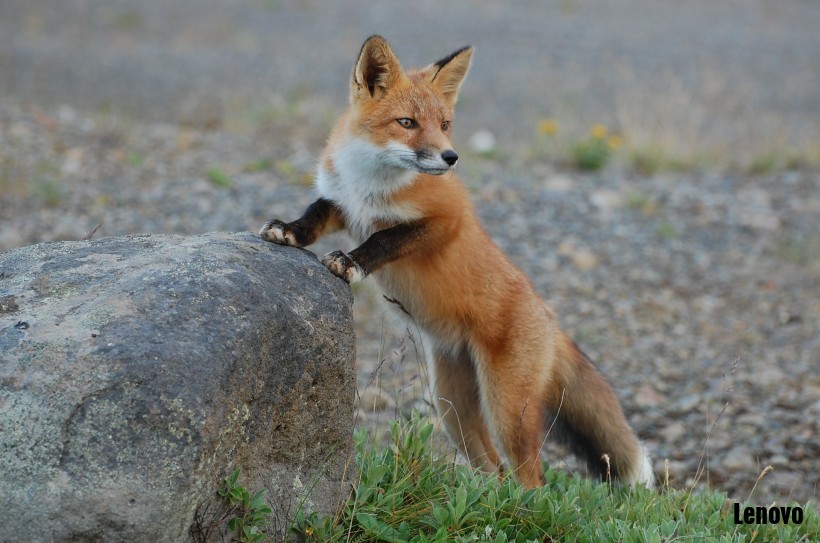fox_wildlife_nature_predator_vulpes_vulpes_10493.jpg