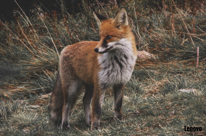 fox_vintage_camouflage_autumn_wild_animal_retro_60614.jpg