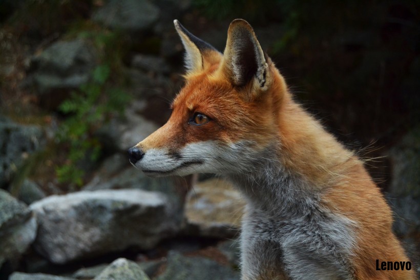 fox-004.jpg