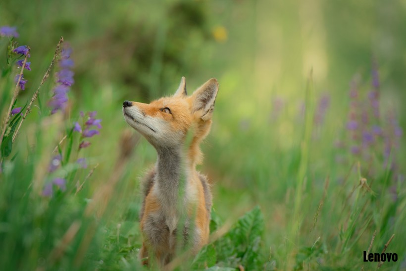 fox-005.jpg