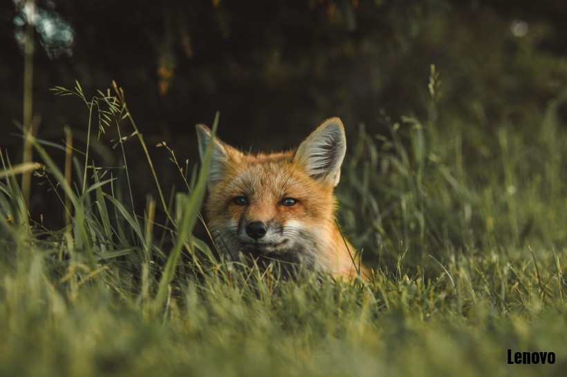 fox-008.jpg