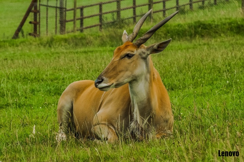 antelope-001.jpg